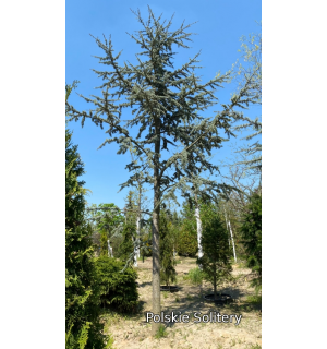 Cedr atlaski ‘Glauca’